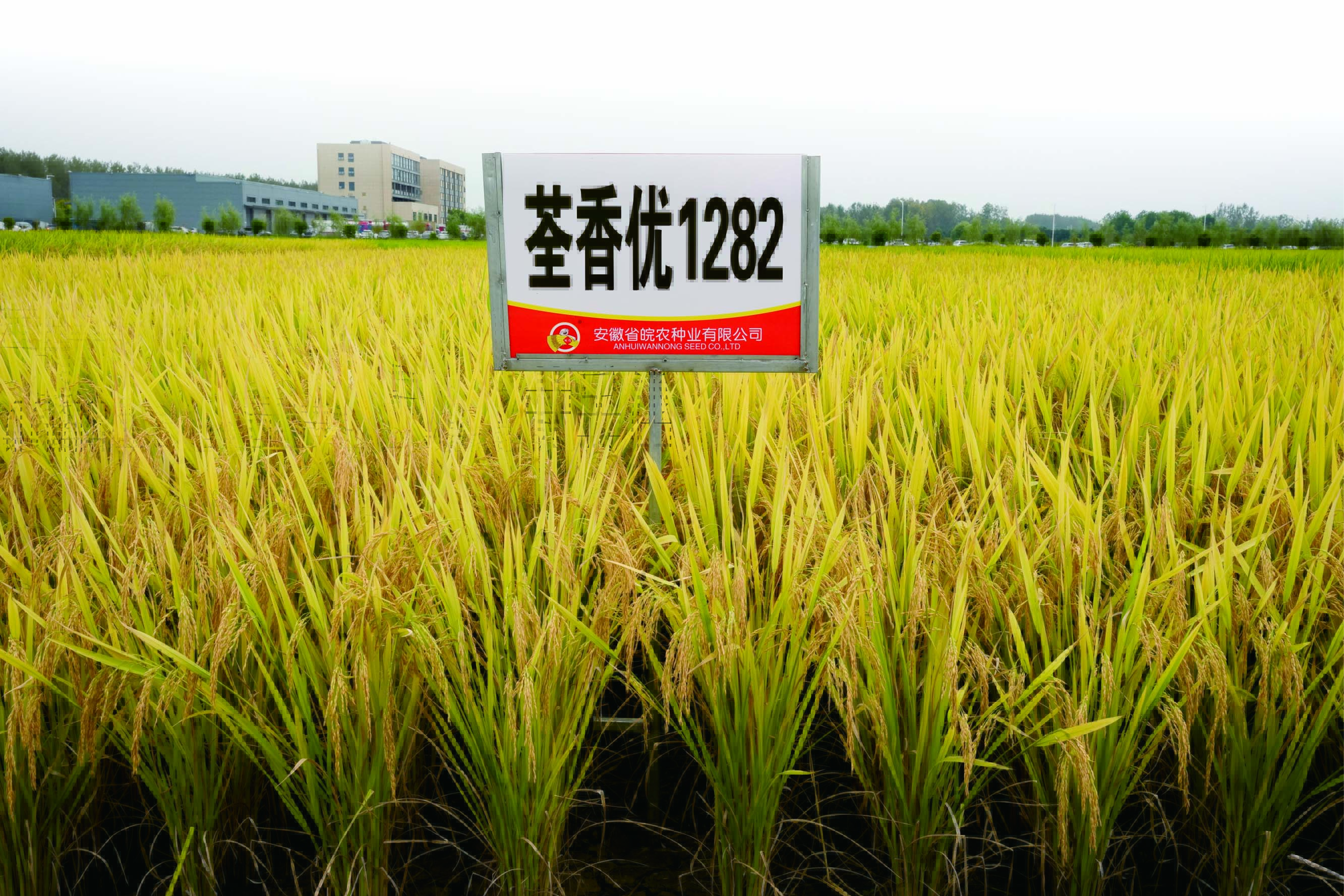 荃香优1282