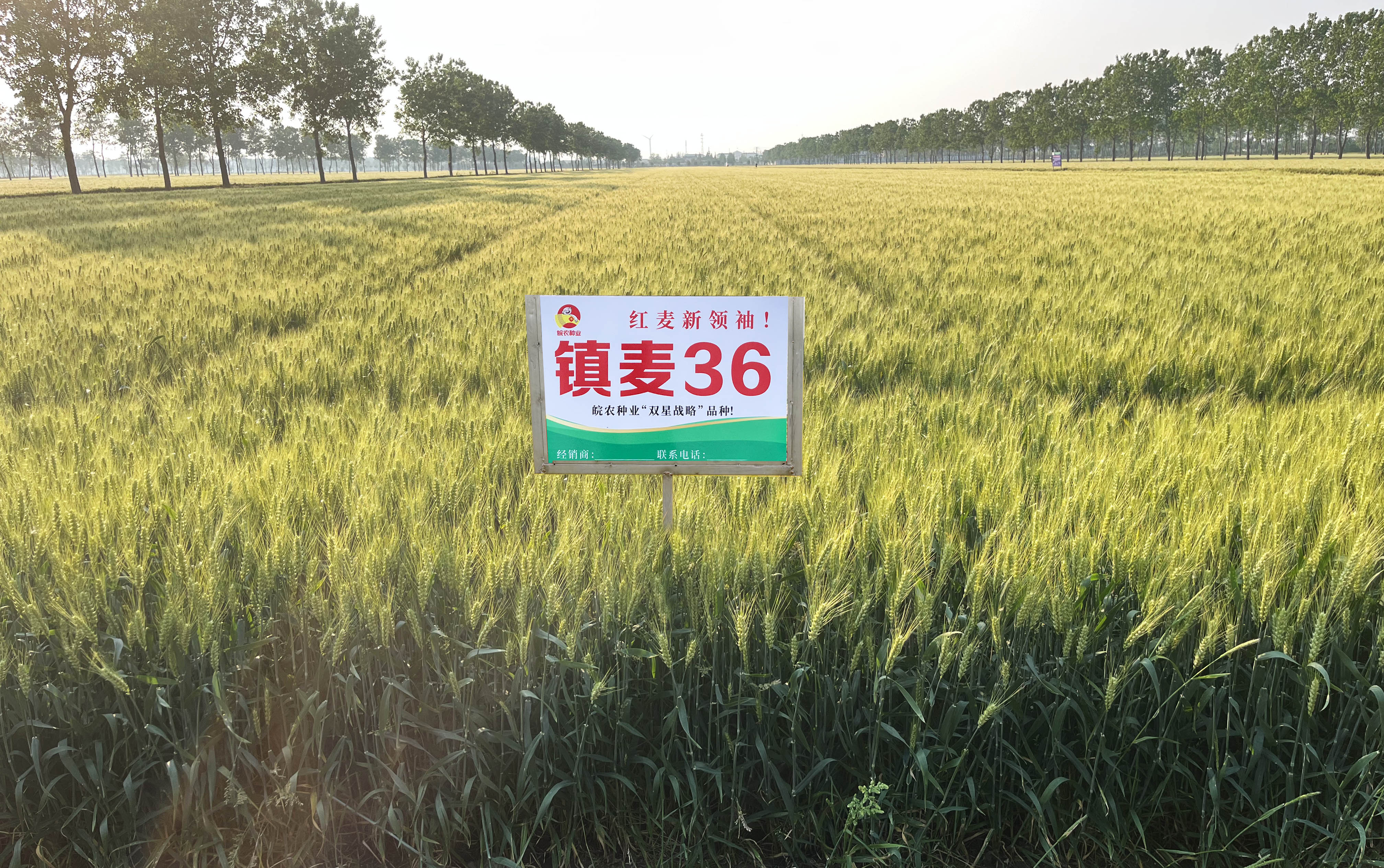 镇麦36
