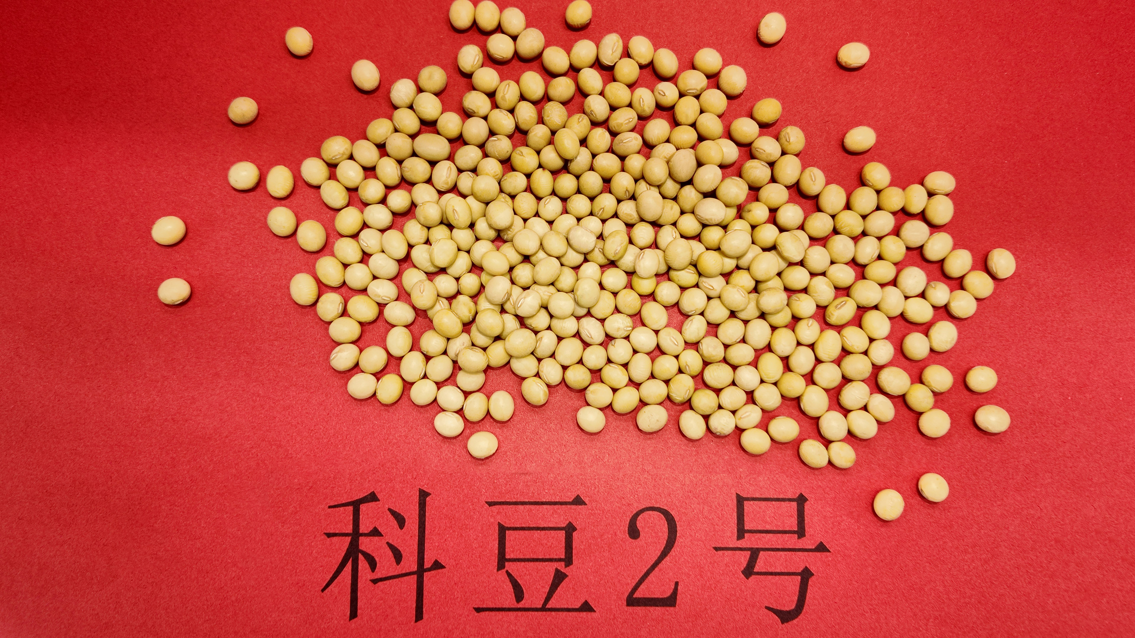 科豆2号